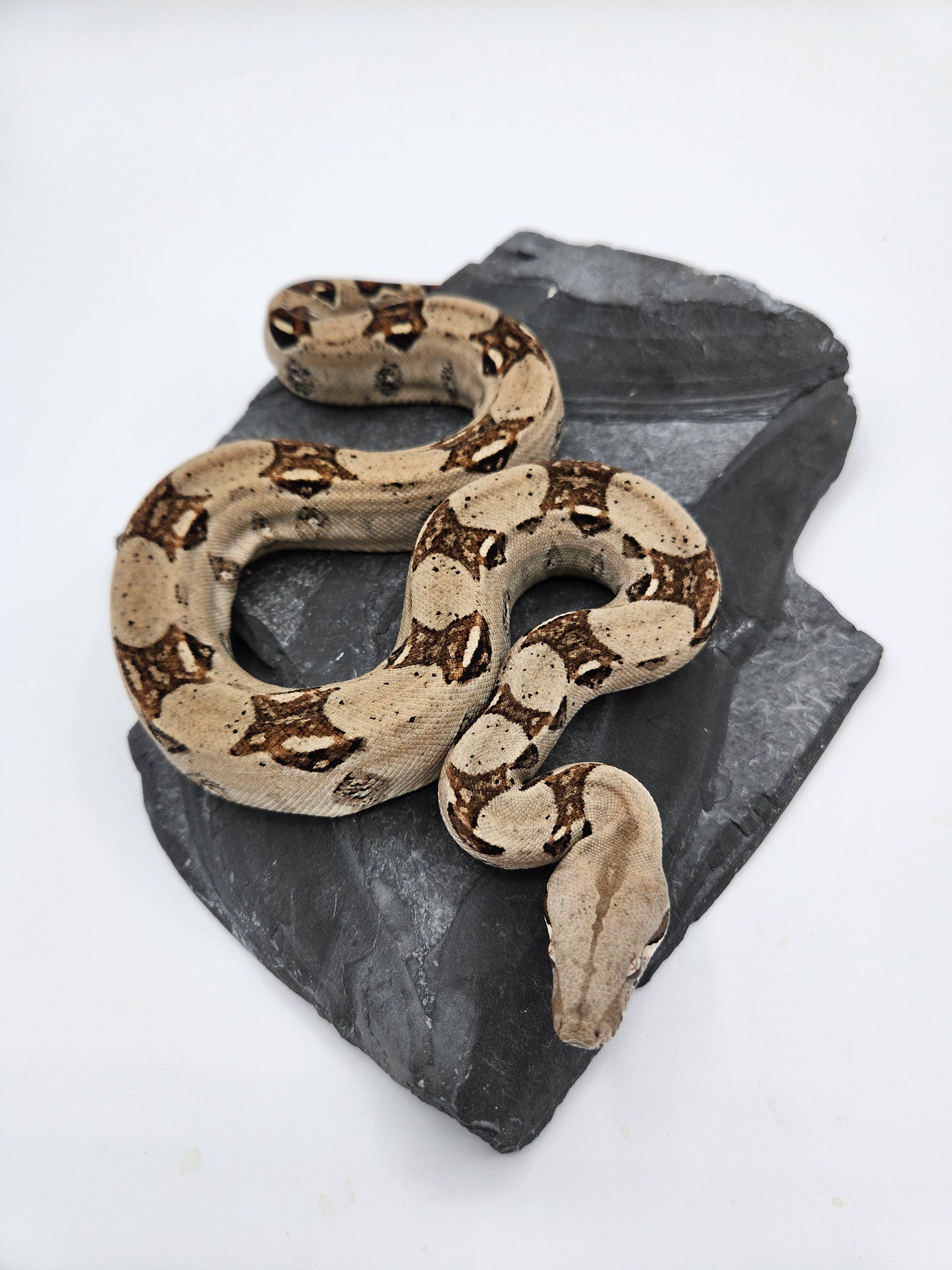 Snake - Red Tail Boa #5 - Male