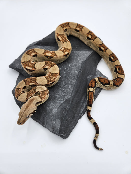 Snake - Red Tail Boa #7 - Male