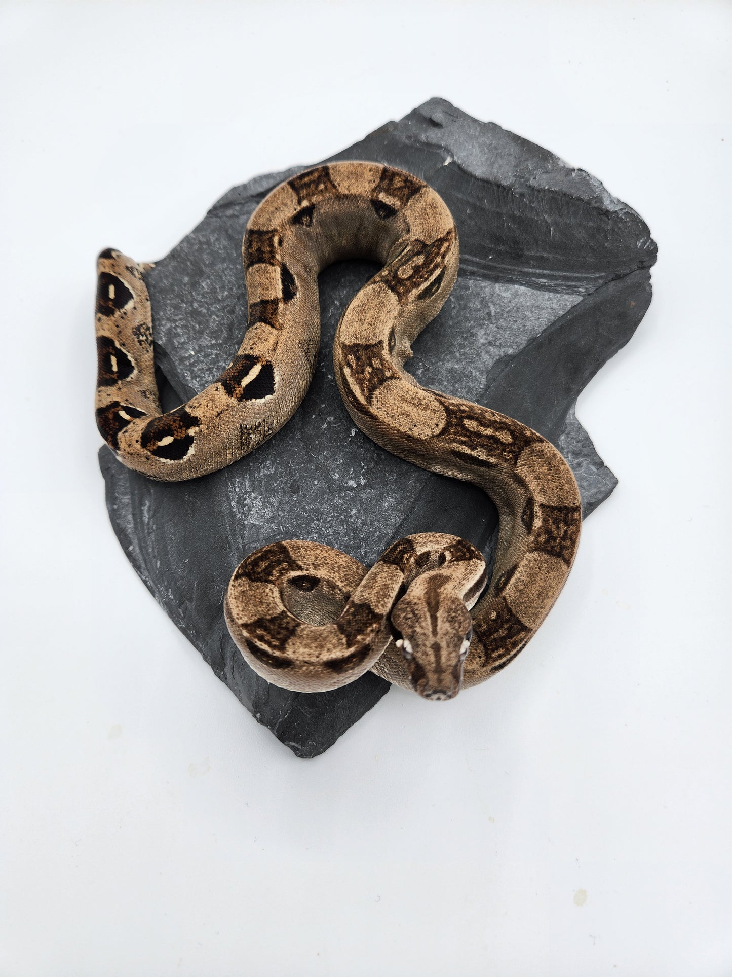 Snake - Red Tail Boa #8 - SOLD - Male