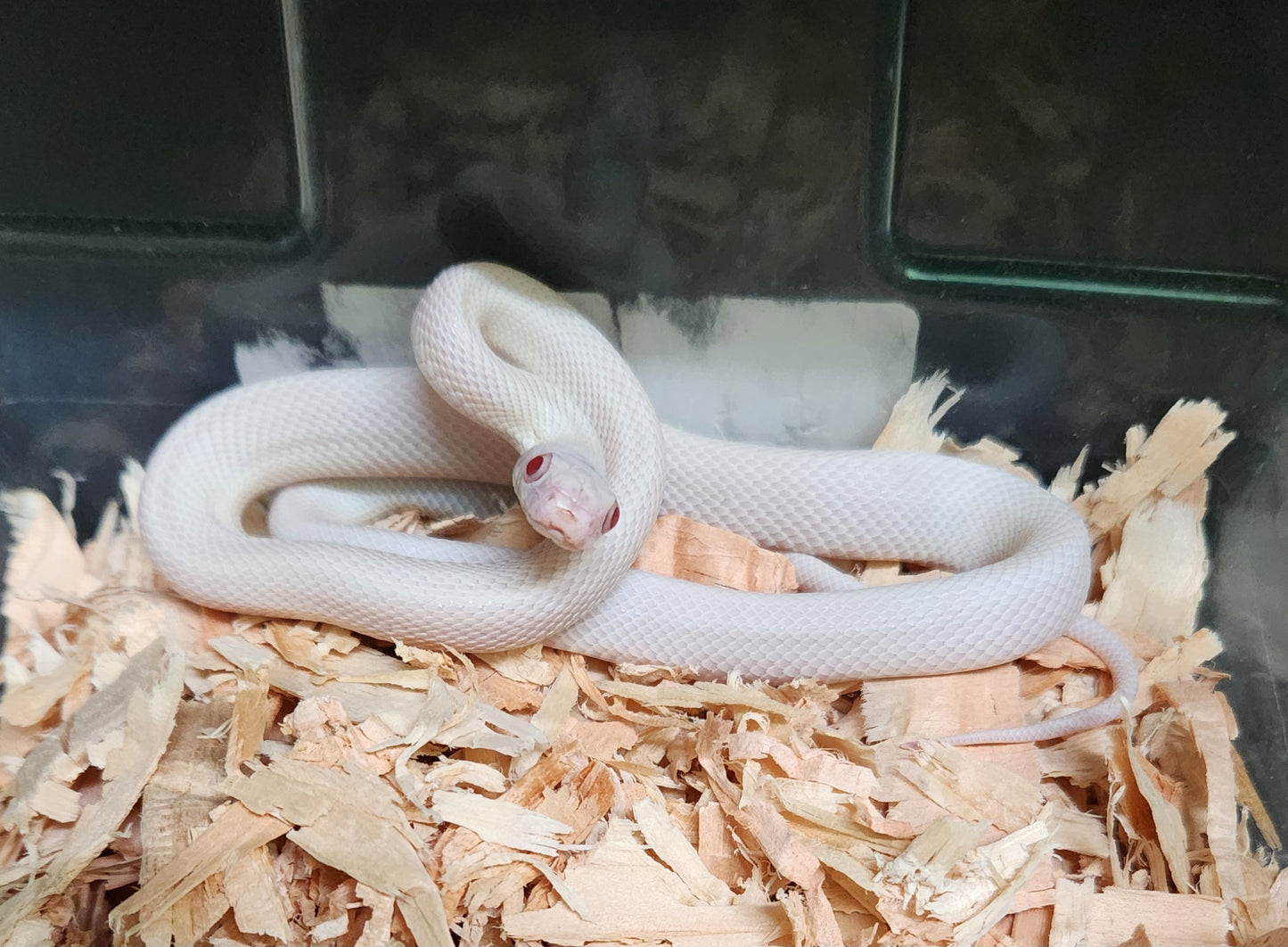 Snake - Texas Ratsnake - Leucistic - Unsexed