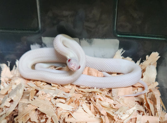 Snake - Texas Ratsnake - Leucistic - Unsexed