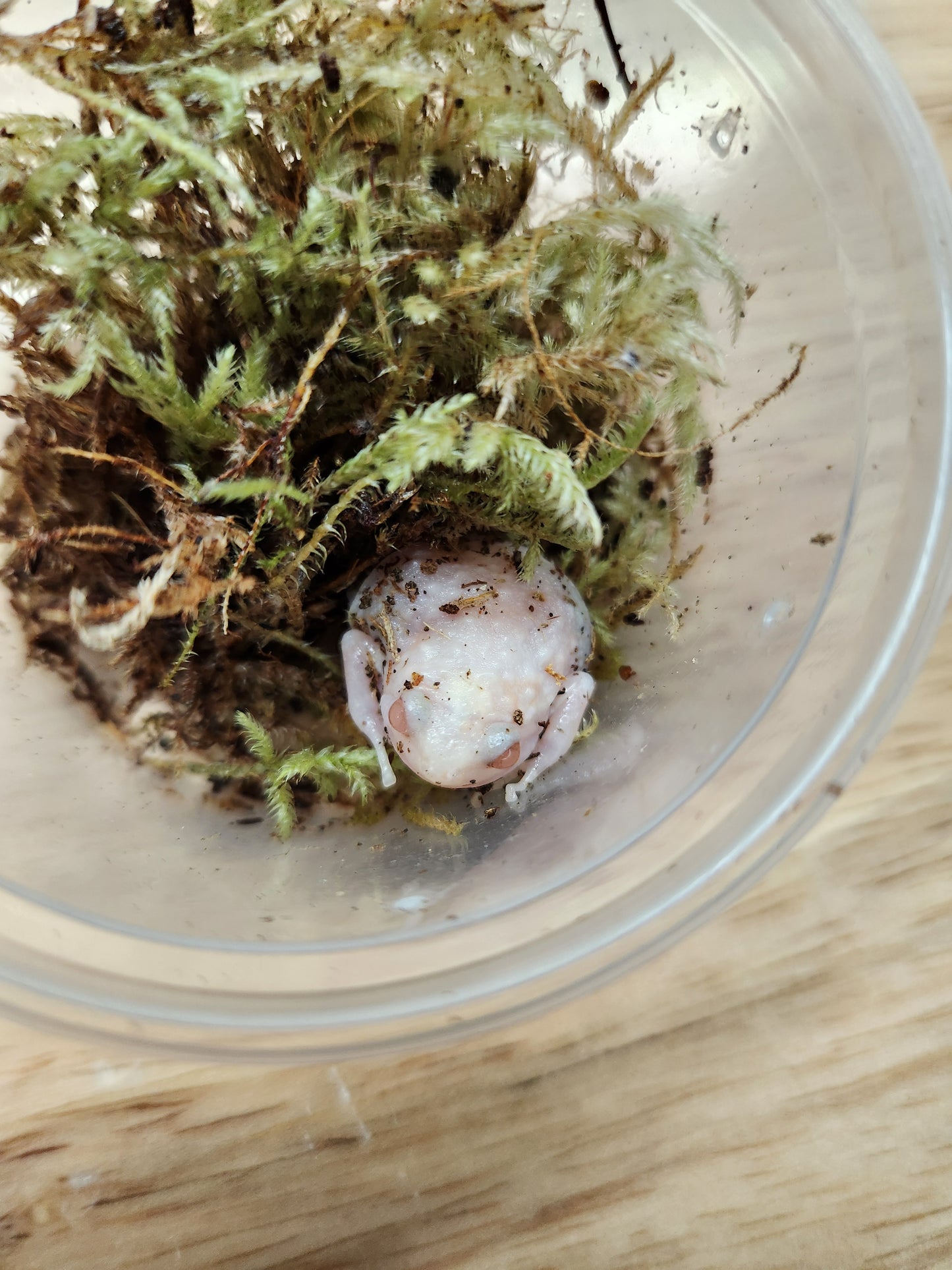 Amphibian - Malaysian Painted Frog Albino - Unsexed