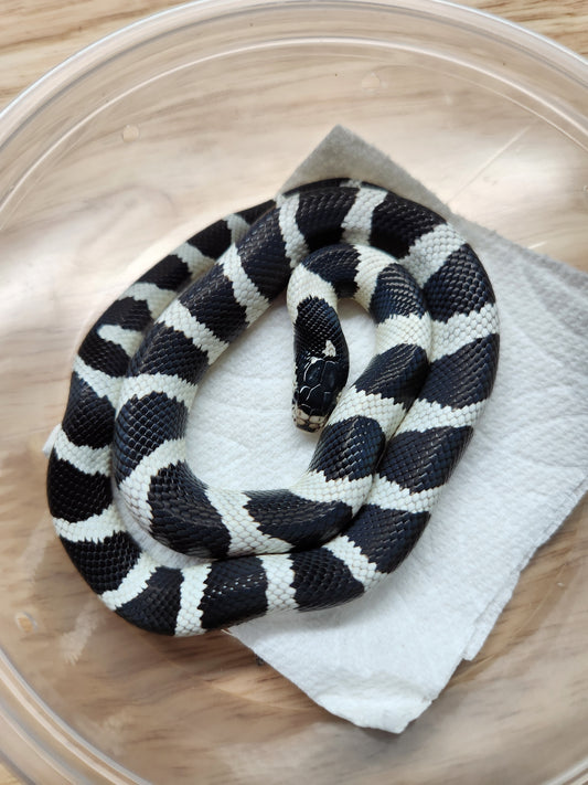 Snake - California Kingsnake Banded - "Quest" - Unsexed