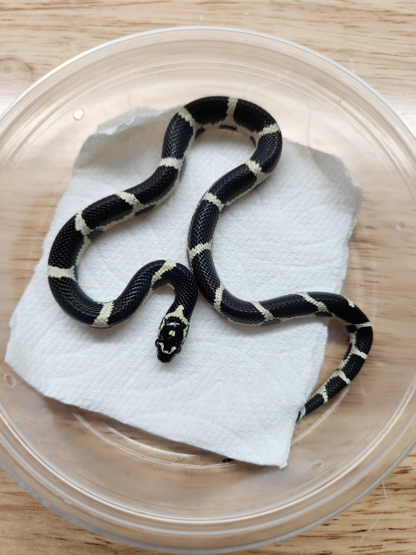 Snake - Eastern Kingsnake - Unsexed