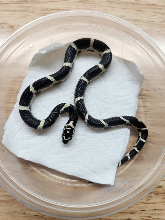 Snake - Eastern Kingsnake - Unsexed