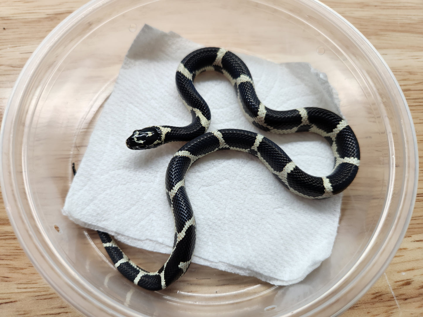 Snake - Eastern Kingsnake - Unsexed