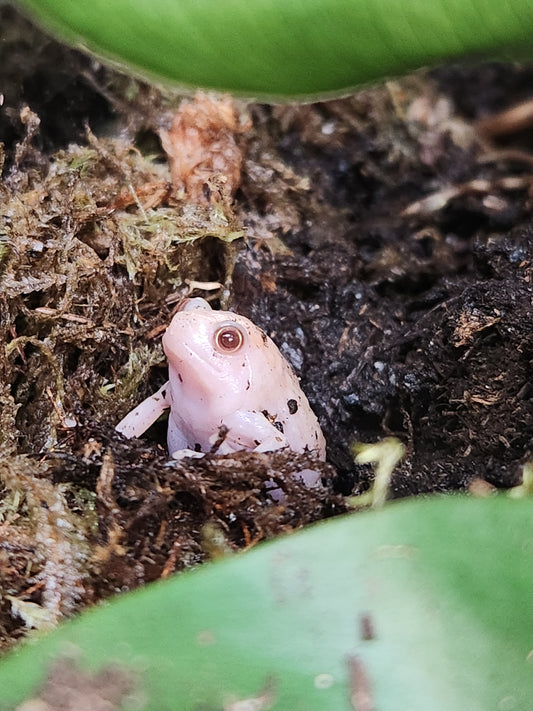 Amphibian - Malaysian Painted Frog Albino - Unsexed
