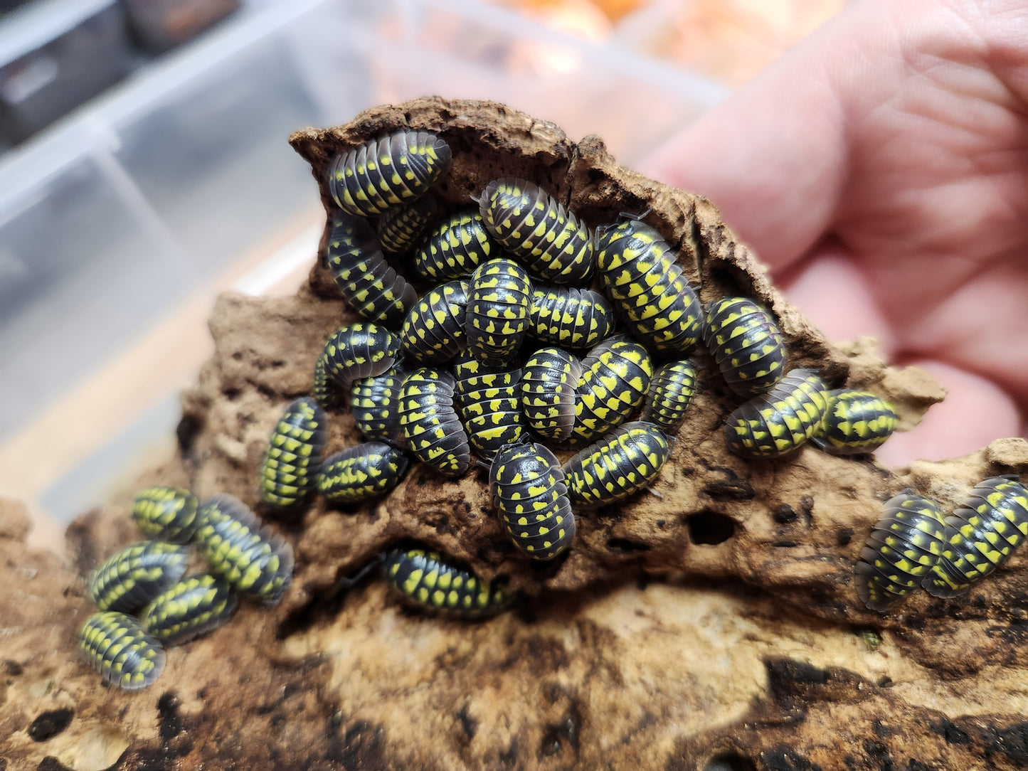 Isopods - Armadillidium gestroi - "Yellow Spotted Roly" - 12 count