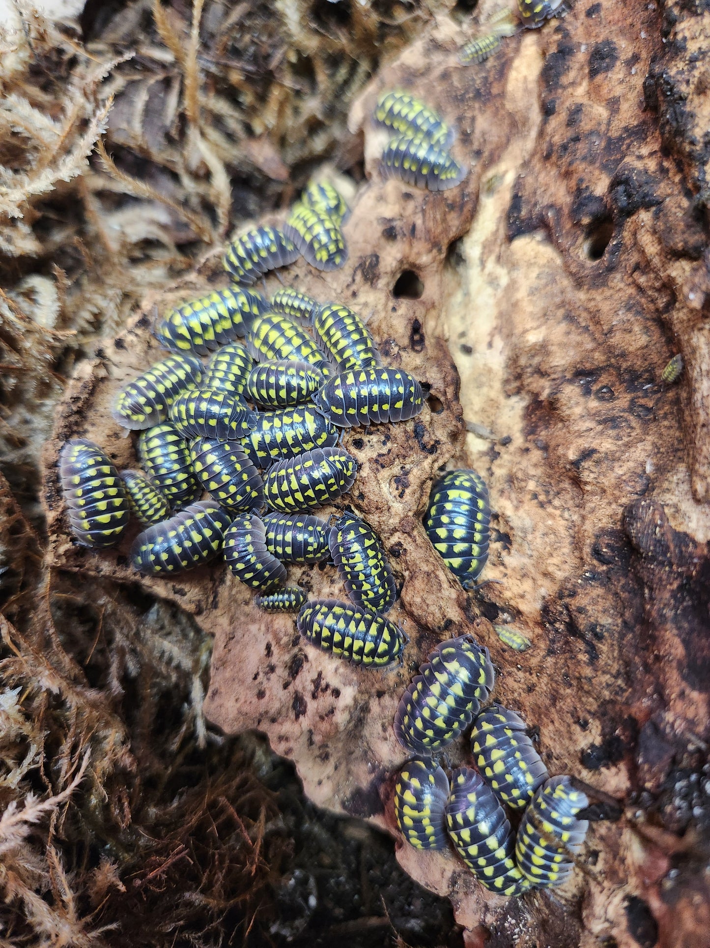Isopods - Armadillidium gestroi - "Yellow Spotted Roly" - 12 count