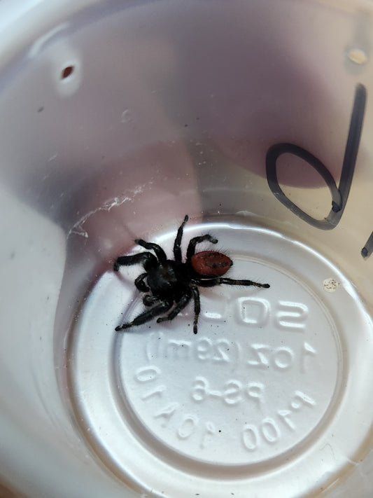Invertebrate - Johnson's Red Backed Jumping Spider P. johnsoni - Unsexed
