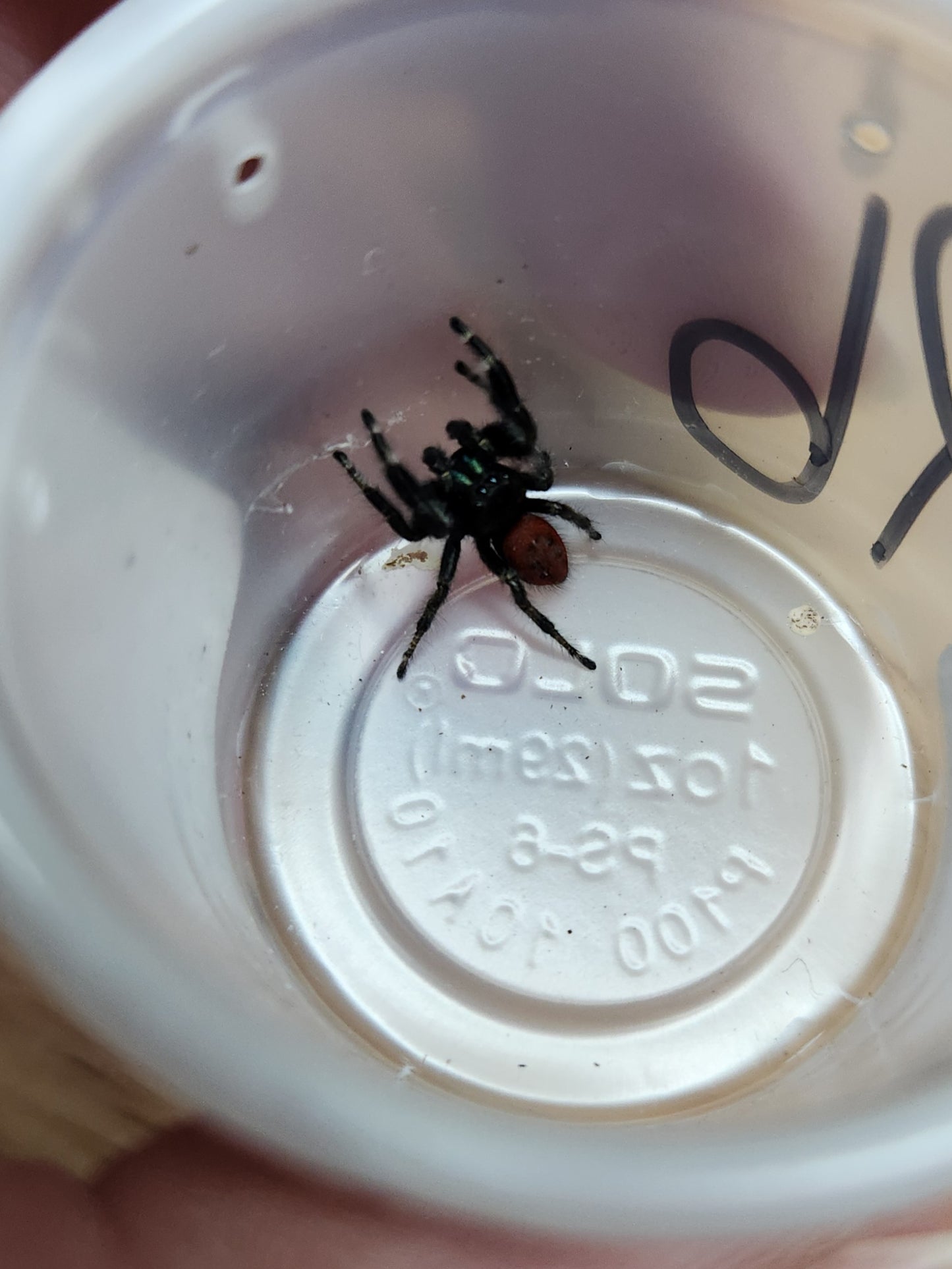 Invertebrate - Boreal Jumping Spider - Phidippus borealis