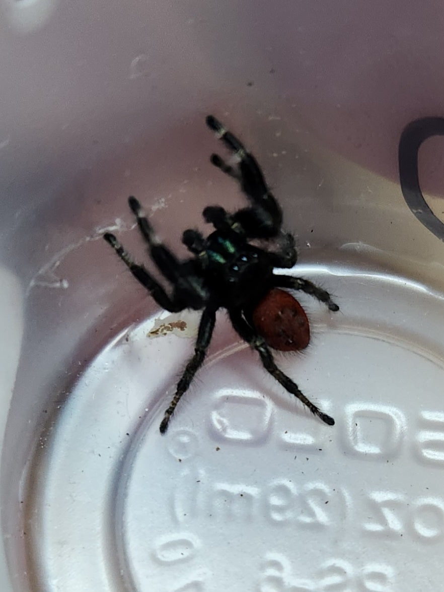 Invertebrate - Johnson's Red Backed Jumping Spider P. johnsoni - Unsexed