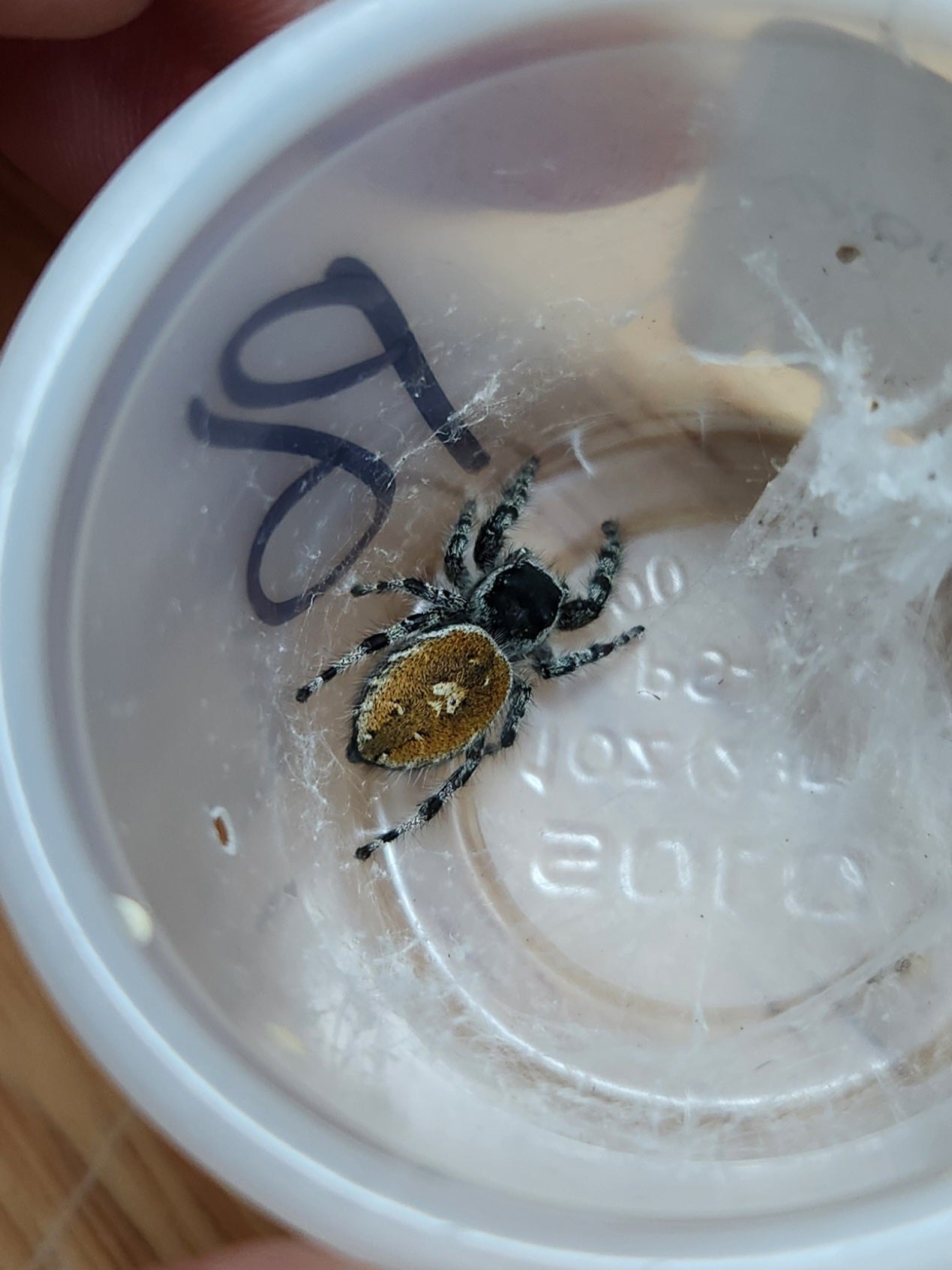 Invertebrate - Boreal Jumping Spider - Phidippus borealis