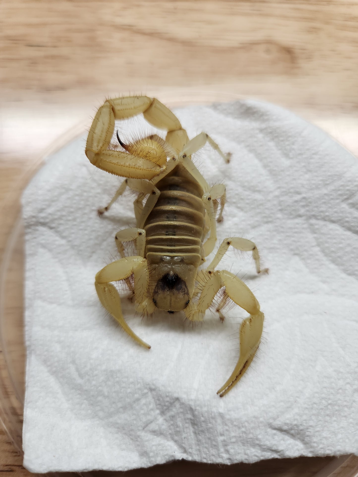 Invertebrates - Desert Hairy Scorpion - Hadrurus arizonensis