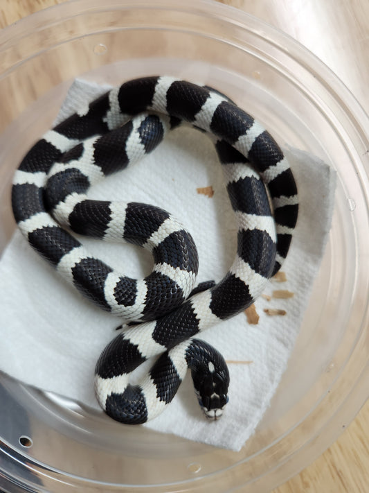 Snake - California Kingsnake Banded - Unsexed