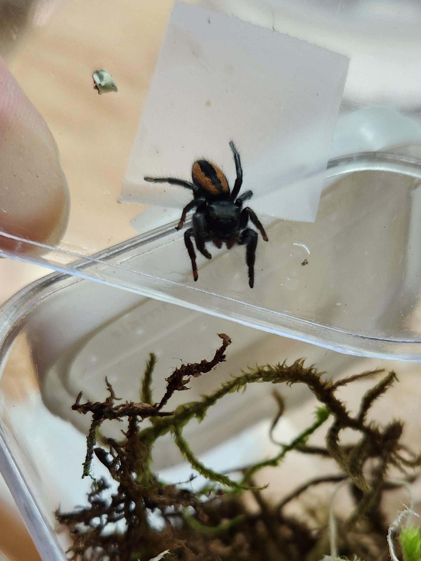 Invertebrates - Red Desert Jumping Spider - Unsexed