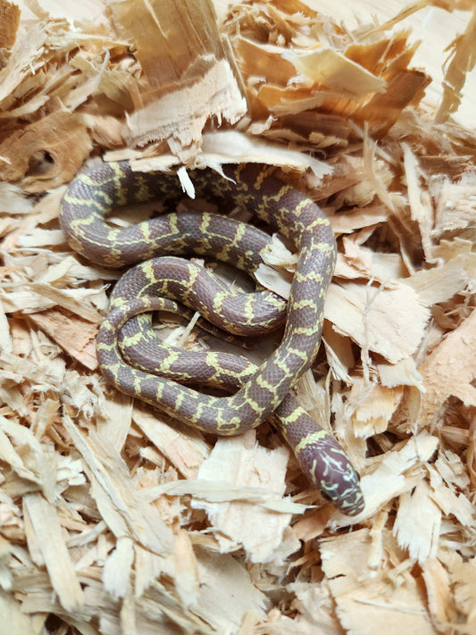 Snake - Florida Kingsnake Albino - Unsexed