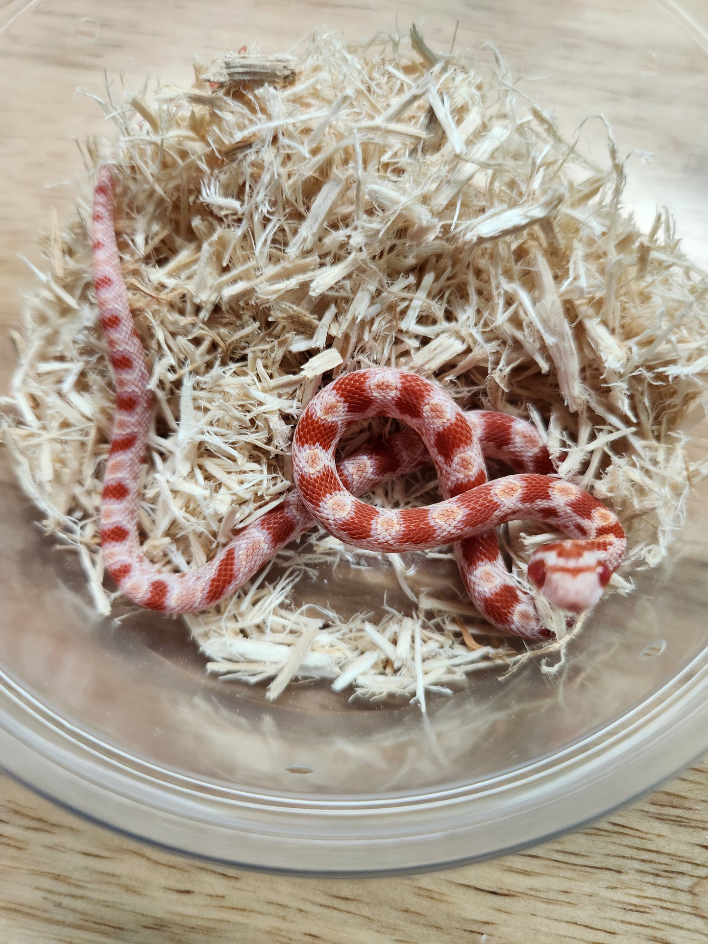 Snake - Corn Snake - Amel het Sunkissed/Cinder 50% ph Anery - Female