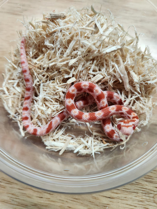 Snake - Corn Snake - Amel het Sunkissed/Cinder 50% ph Anery - Female