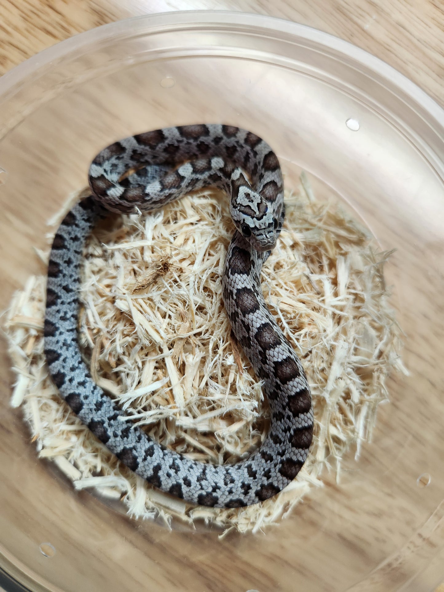 Snake - Corn Snake - Miami Cinder het Caramel/Diffused/Sunkissed 50% ph Microscale - Male
