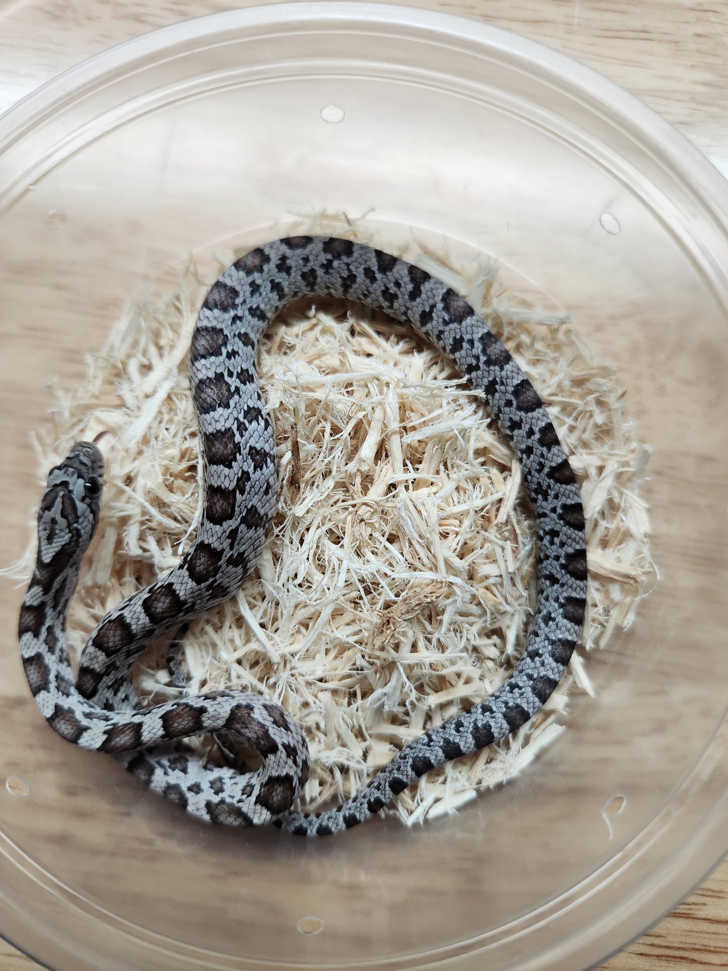 Snake - Corn Snake - Miami Cinder het Caramel/Diffused/Sunkissed 50% ph Microscale - Male