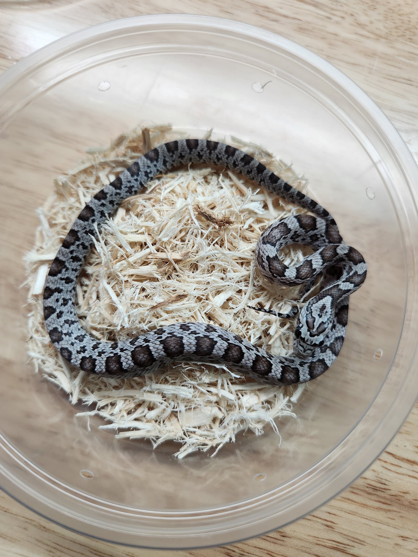 Snake - Corn Snake - Miami Cinder het Caramel/Diffused/Sunkissed 50% ph Microscale - Male