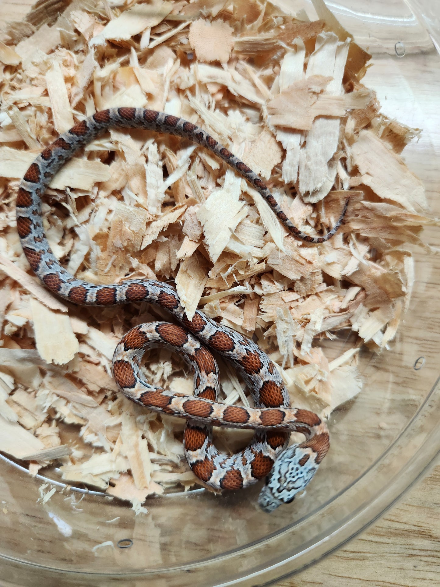 Snake - Corn Snake - SOLD - Sunkissed het Diffused/Caramel/Cinder 50% ph Microscale 50% ph Hypo - Male