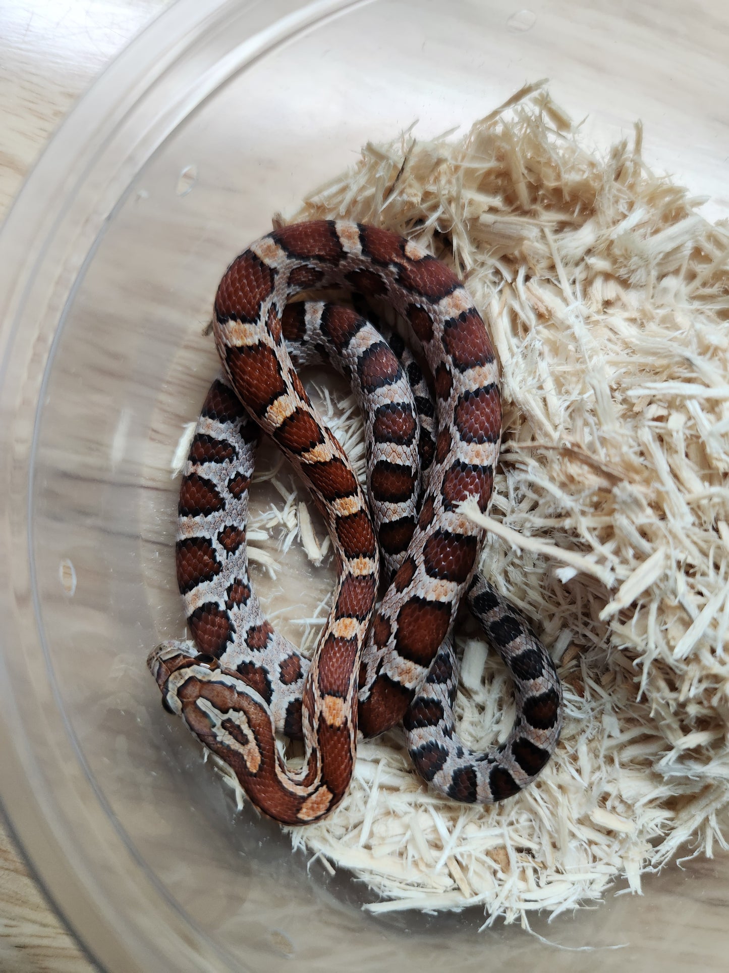 Snake - Corn Snake - Normal pos Cherry 66% ph Amel/Cinder 50% ph Motley/Charcoal - Male