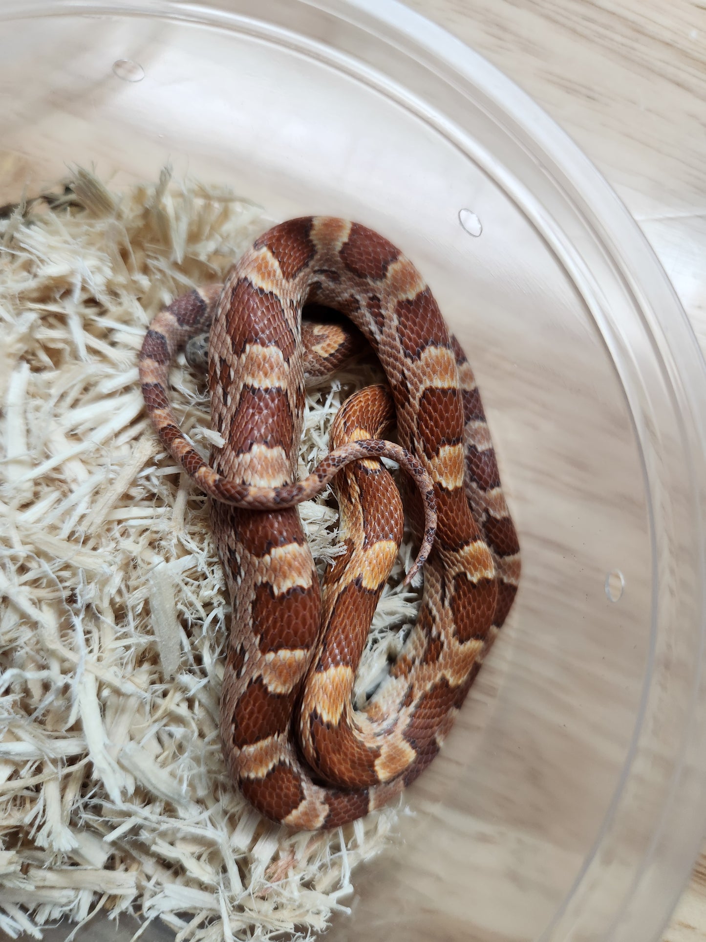 Snake - Corn Snake - Sunkissed Het Redcoat/Anery 66% ph Motley Female