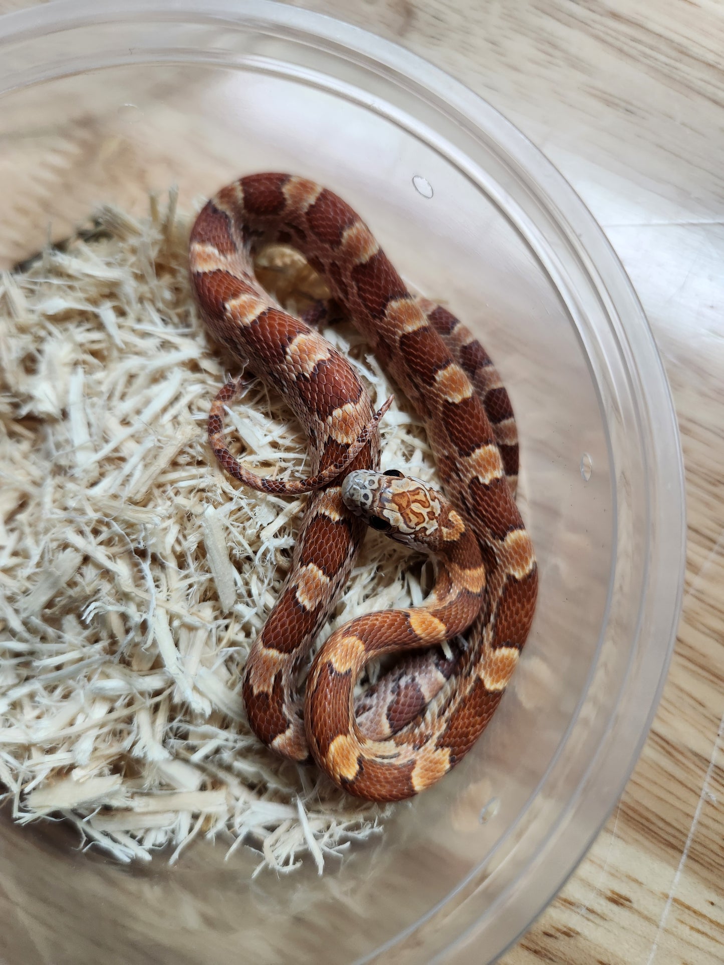 Snake - Corn Snake - Sunkissed Het Redcoat/Anery 66% ph Motley Female