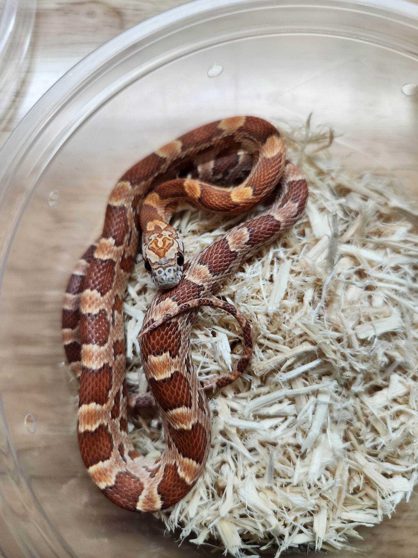 Snake - Corn Snake - Sunkissed Het Redcoat/Anery 66% ph Motley Female