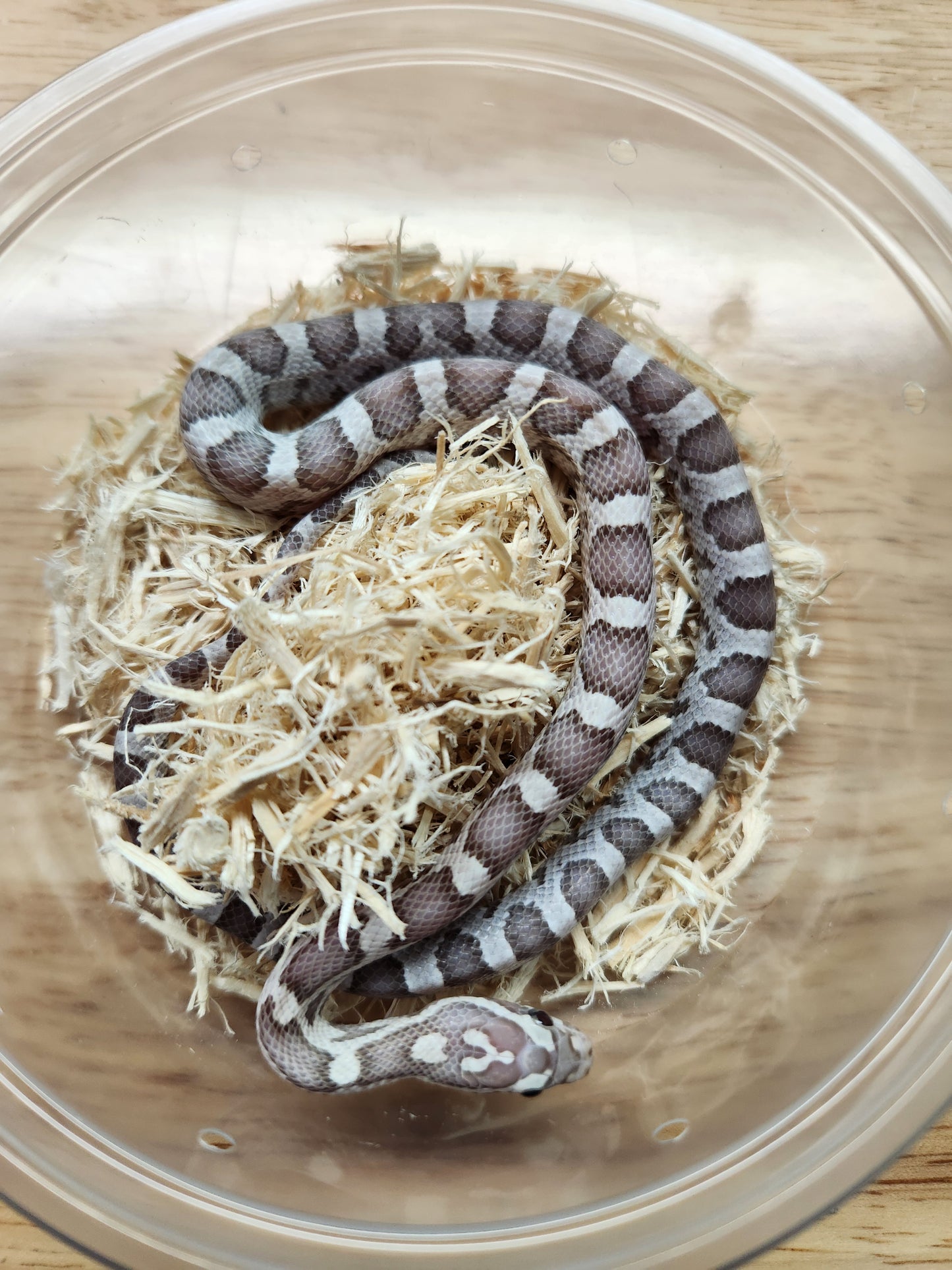 Snake - Corn Snake - SOLD - Ultramel Anery Het Kastanie ph Motley - Female