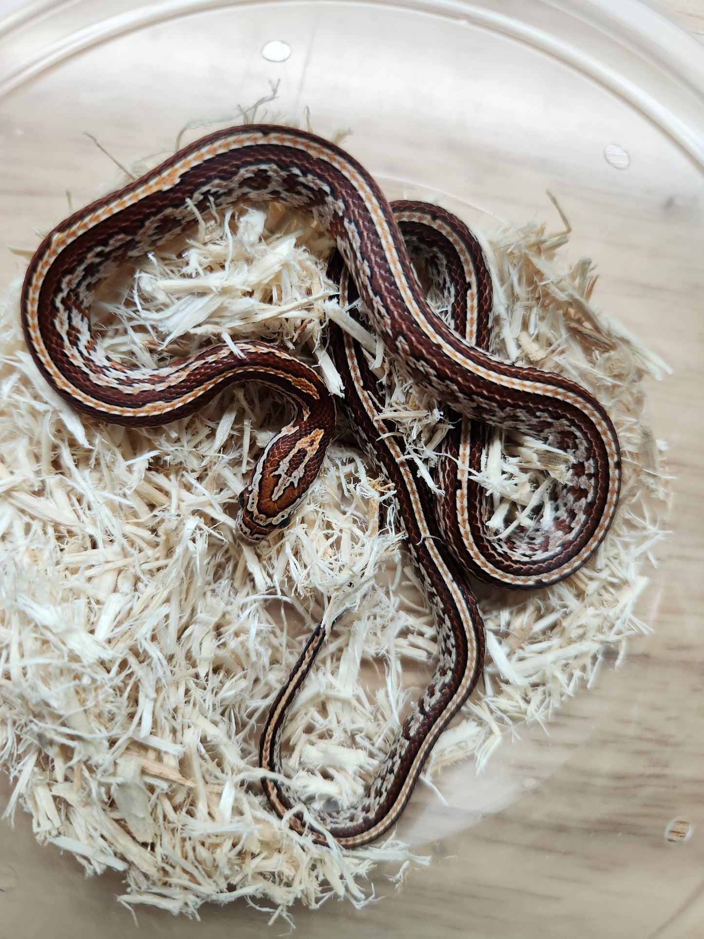 Snake - Corn Snake - Tessera het Amel 66% ph Cinder - Male