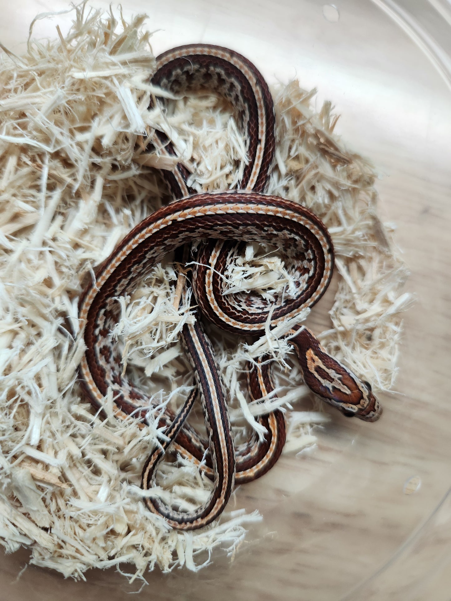 Snake - Corn Snake - Tessera het Amel 66% ph Cinder - Male