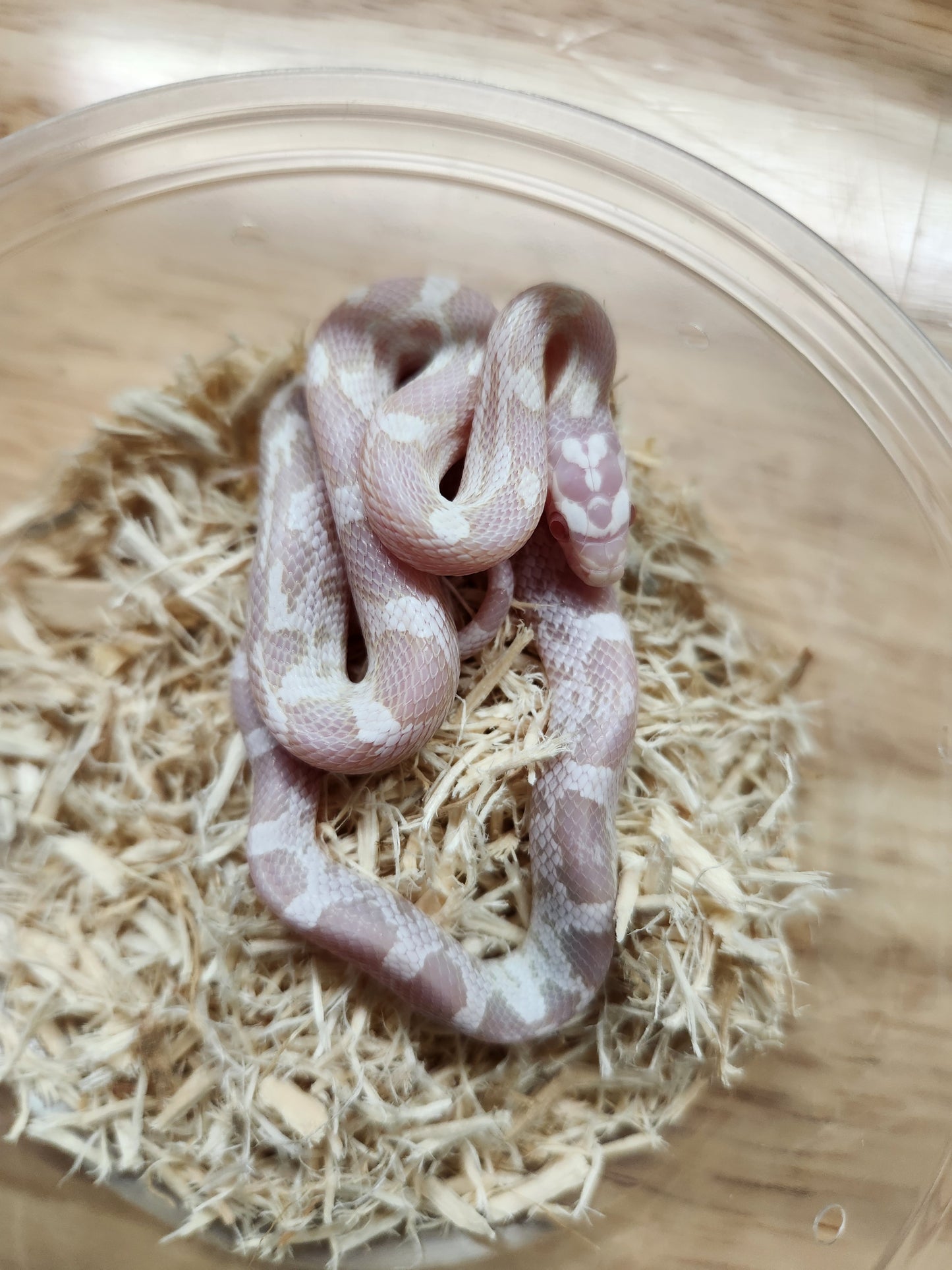 Snake - Corn Snake - Snow het Kastanie/Zigzag - Female