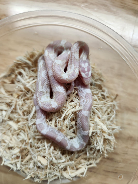 Snake - Corn Snake - Snow het Kastanie/Zigzag - Female