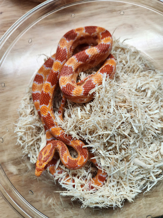 Snake - Corn Snake - SOLD - Red Factor Amel 66% ph Kastanie - Female