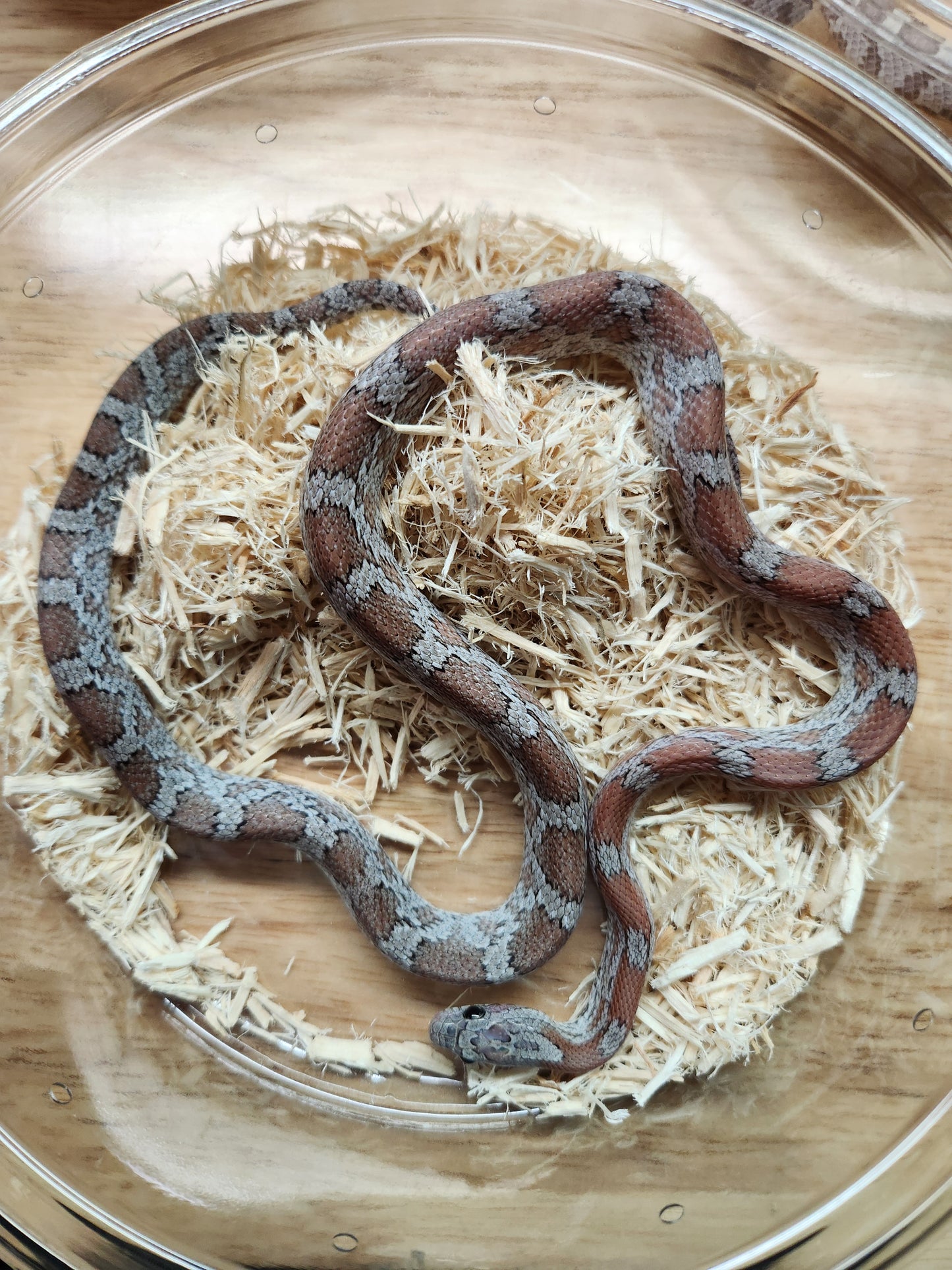 Snake - Corn Snake - Cinder 66% ph Amel - Female