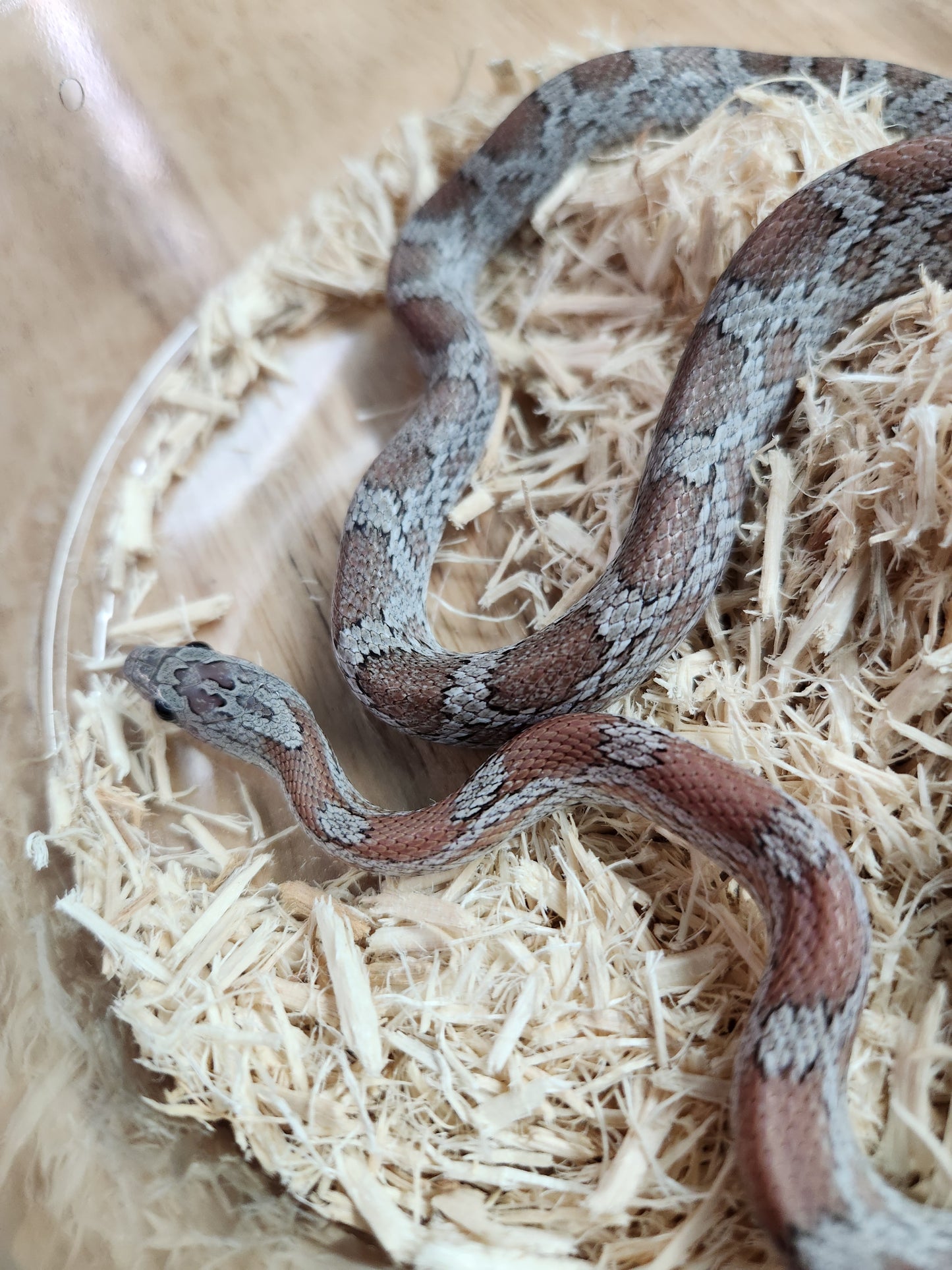 Snake - Corn Snake - Cinder 66% ph Amel - Female