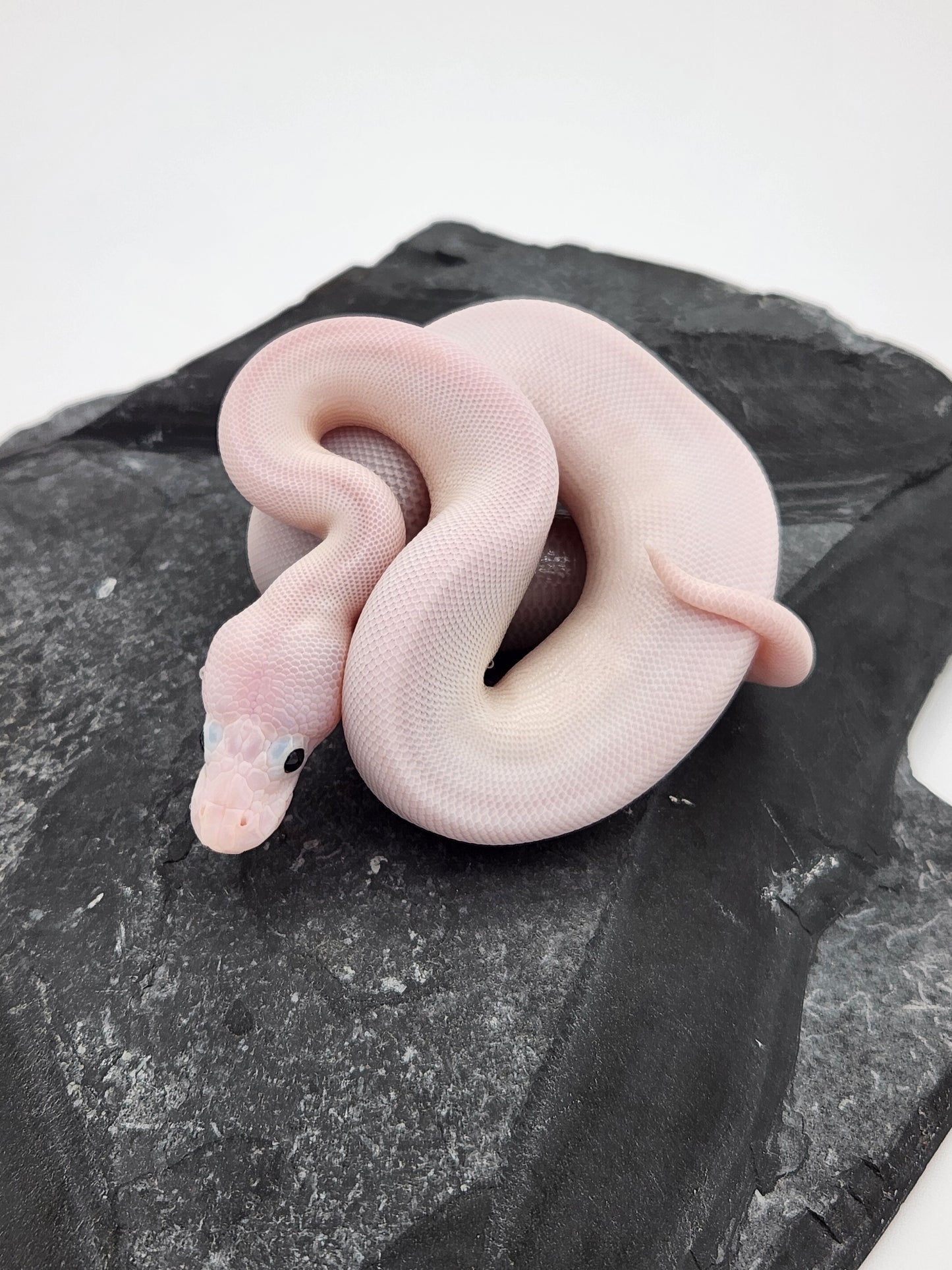 Snake - Ball Python - SOLD - Super Fire Pos Pastel Pos Volta - Female A