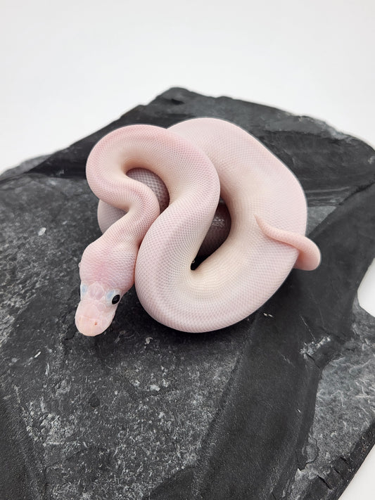 Snake - Ball Python - SOLD - Super Fire Pos Pastel Pos Volta - Female A