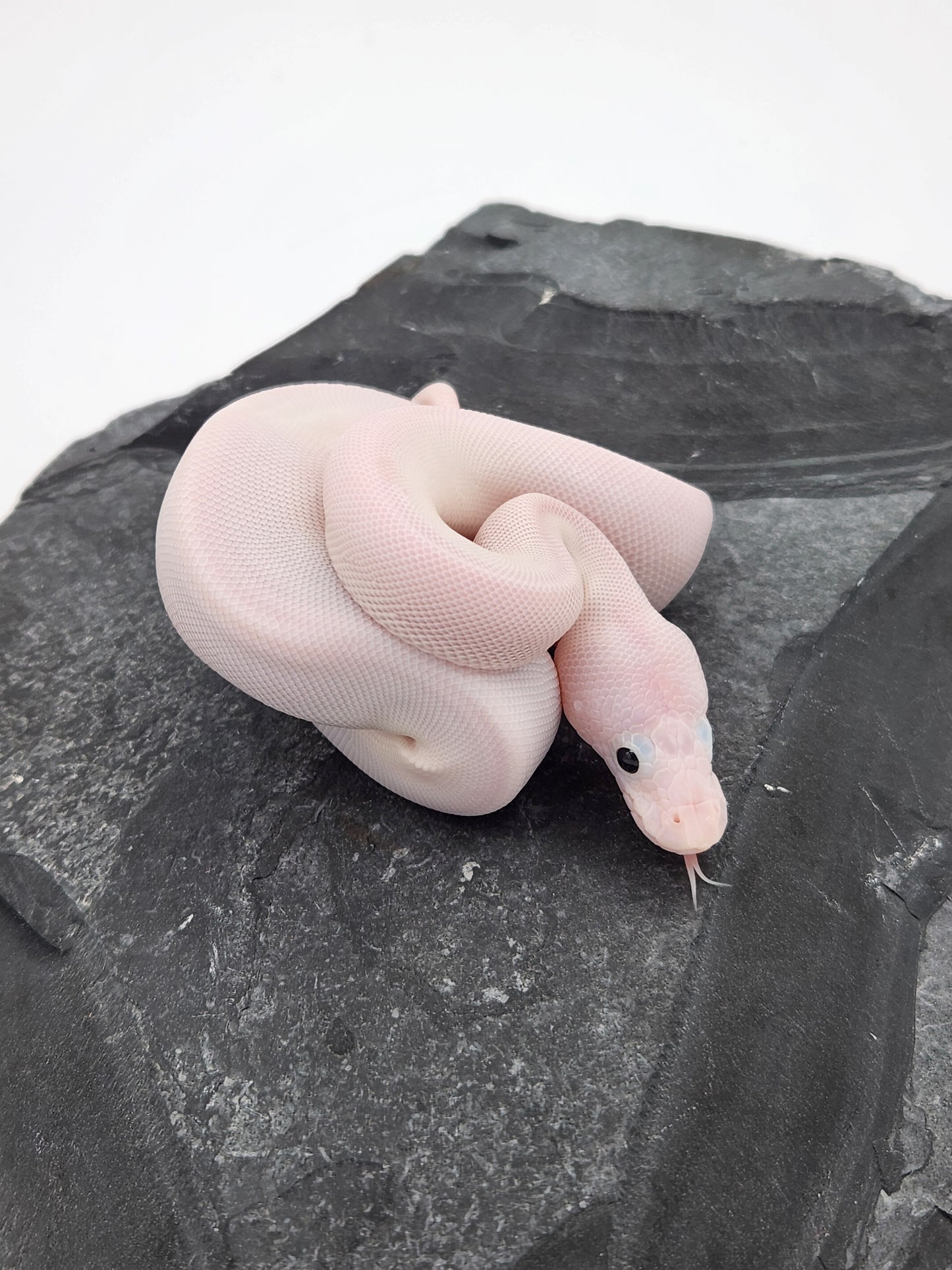Snake - Ball Python - SOLD - Super Fire Pos Pastel Pos Volta - Female A