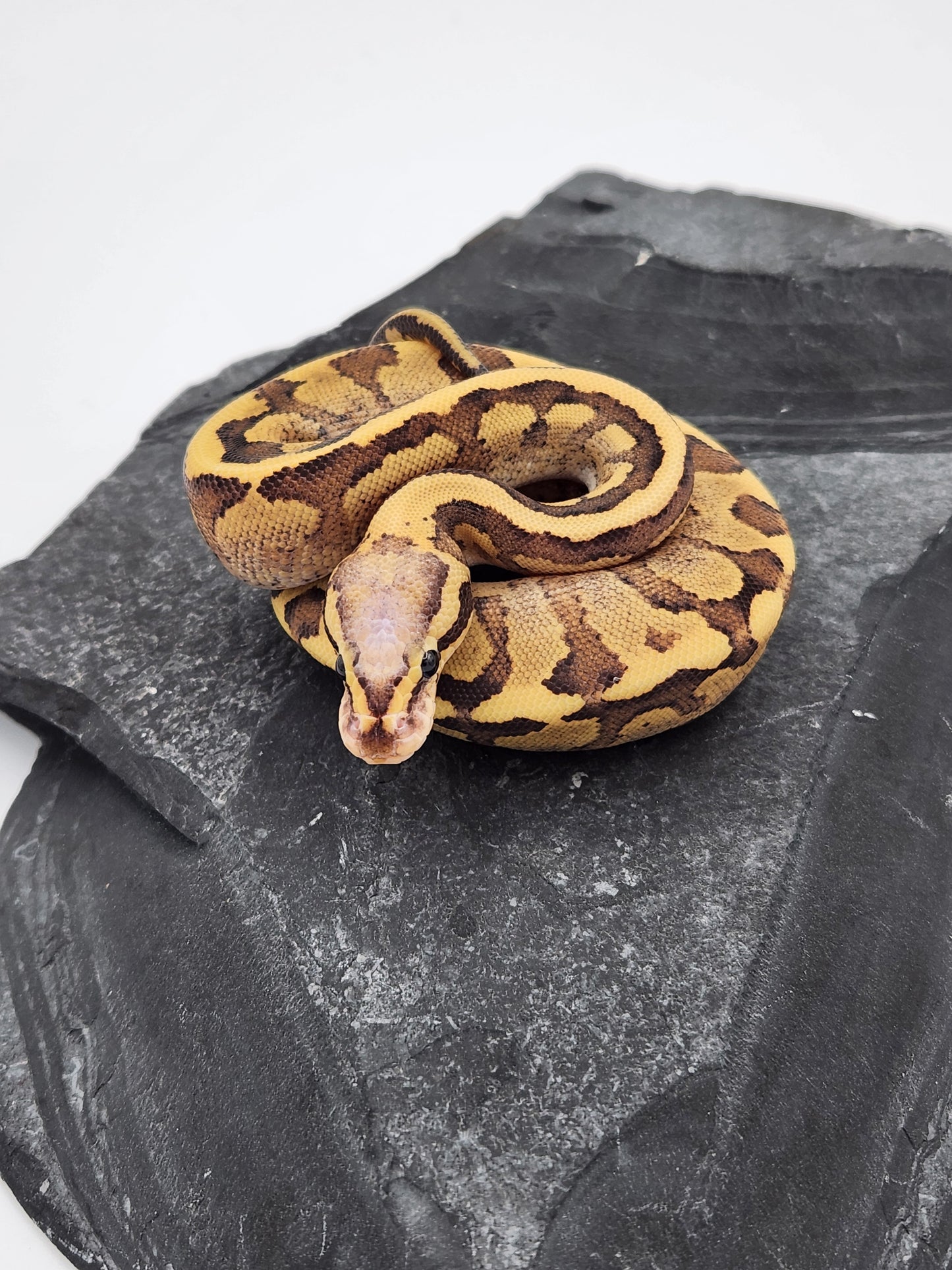 Snake - Ball Python - Vanilla Cream Pos Volta - Female B