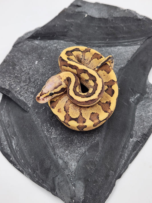 Snake - Ball Python - Vanilla Cream Pos Volta - Female B