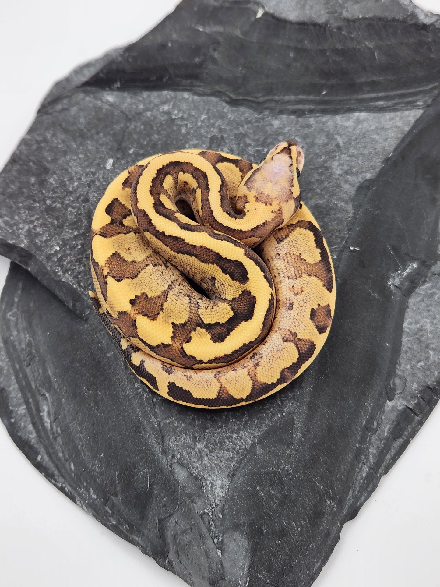 Snake - Ball Python - Vanilla Cream Pos Volta - Female B