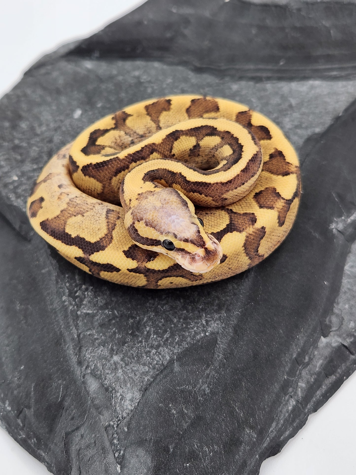 Snake - Ball Python - Vanilla Cream Pos Volta - Female B