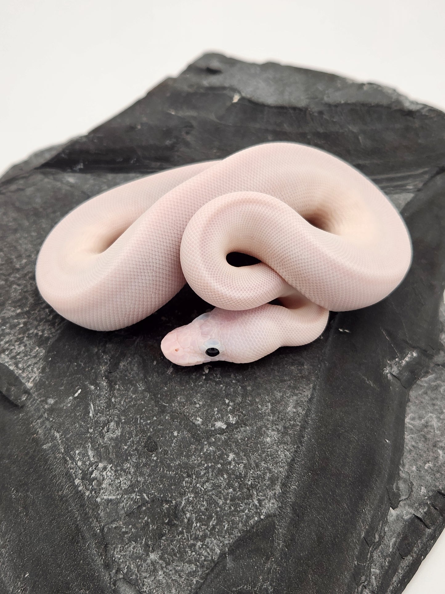 Snake - Ball Python - SOLD - Super Fire Pos Pastel Pos Volta - Female B