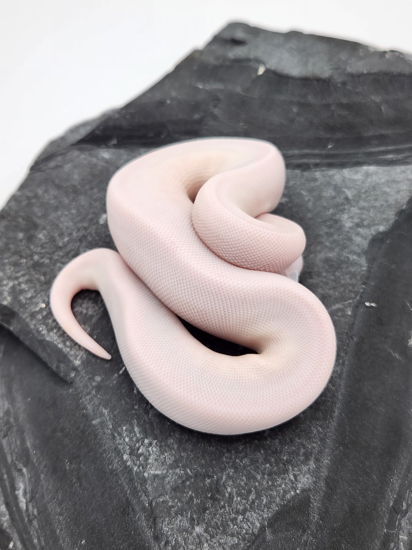 Snake - Ball Python - SOLD - Super Fire Pos Pastel Pos Volta - Female B