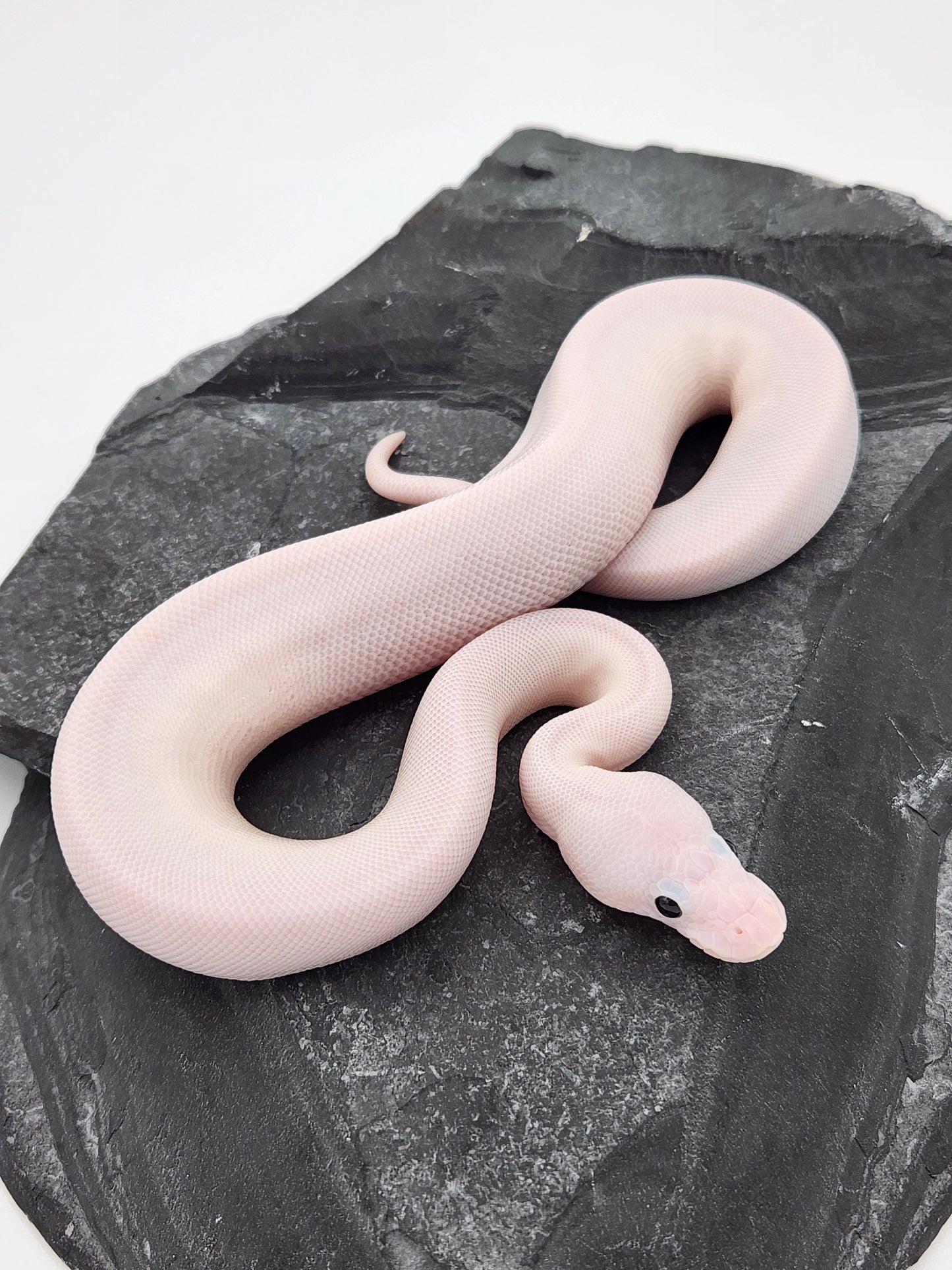 Snake - Ball Python - SOLD - Super Fire Pos Pastel Pos Volta - Female B