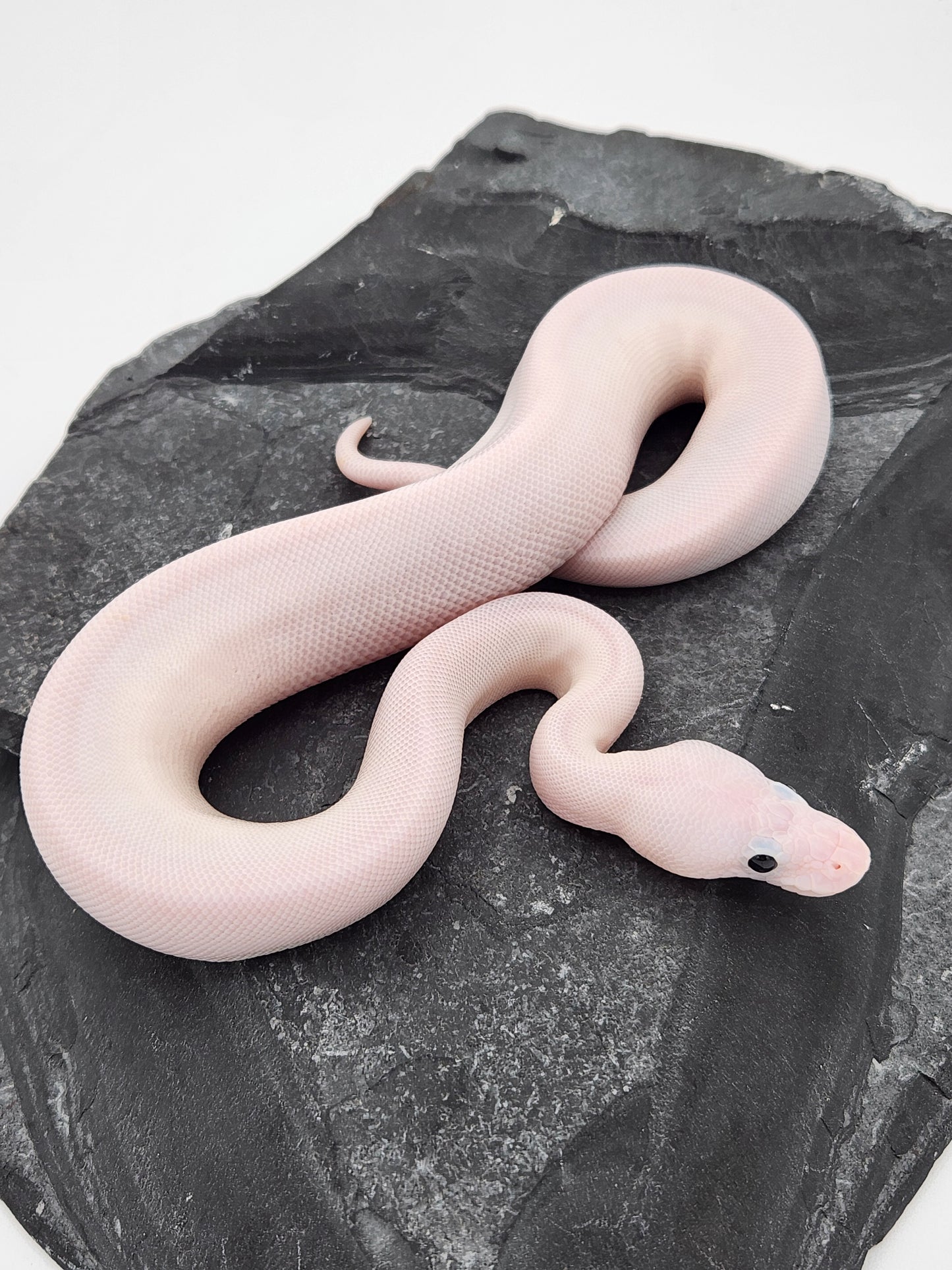 Snake - Ball Python - SOLD - Super Fire Pos Pastel Pos Volta - Female B